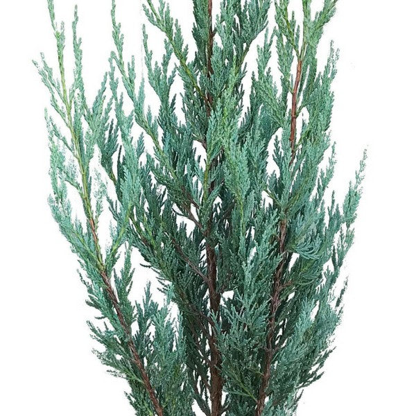 6 Juniperus Moonglow 25cm (mesečev sjaj)