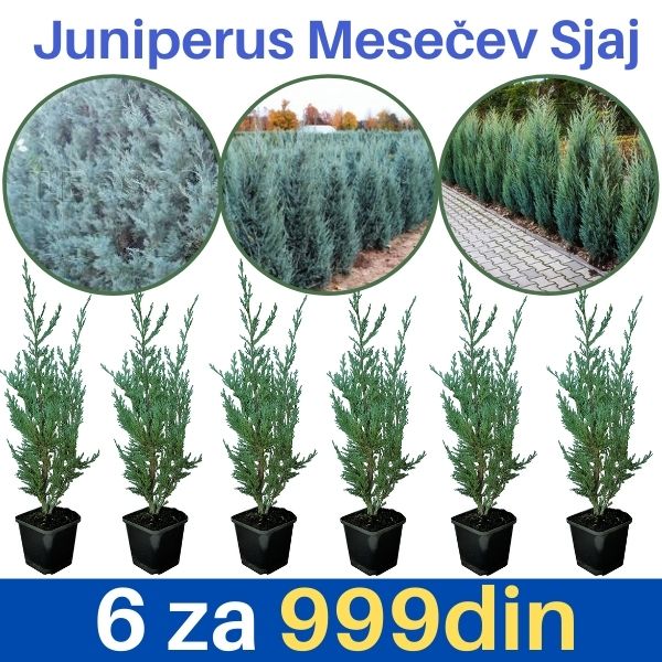 6 Juniperus Moonglow 25cm (mesečev sjaj)