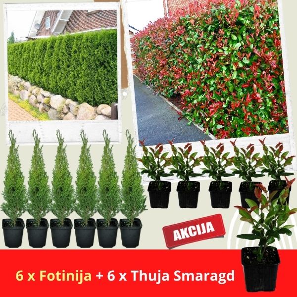 Akcija sadnice: 6 smaragd + 6 Crvenih Fotinija
