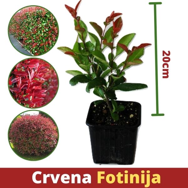 12 x Crvenih Fotinija 20cm