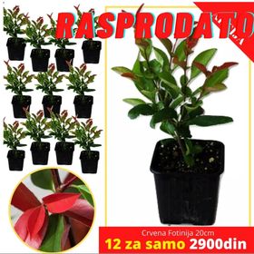 12 x Crvenih Fotinija 20cm