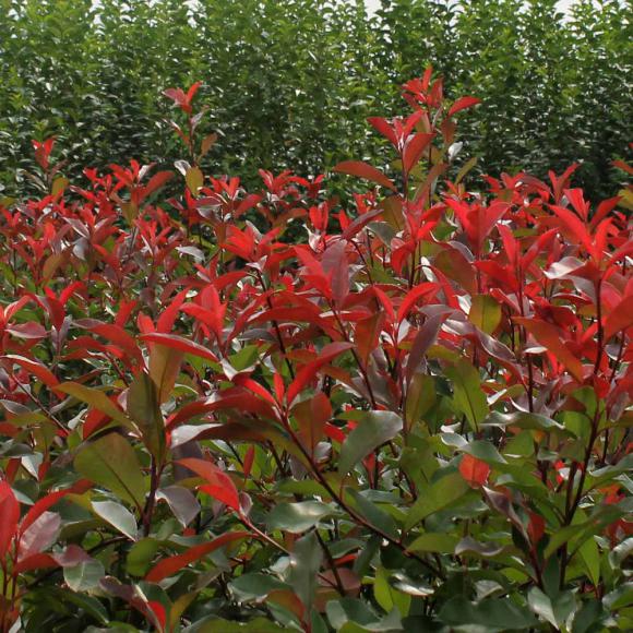 5 x Photinia Red Robin 40/50cm