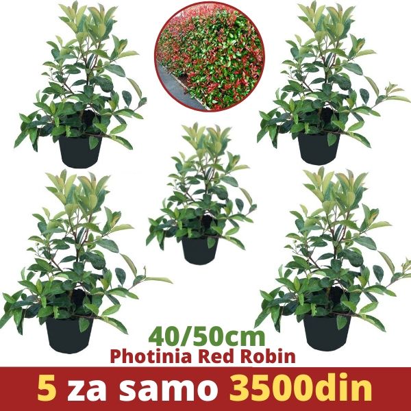5 x Photinia Red Robin 40/50cm