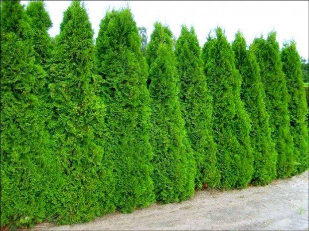 5 x Thuja smaragd 50cm