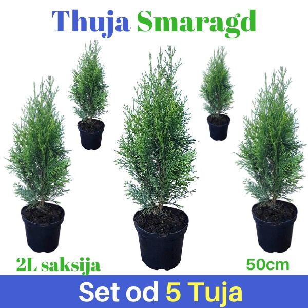 5 x Thuja smaragd 50cm