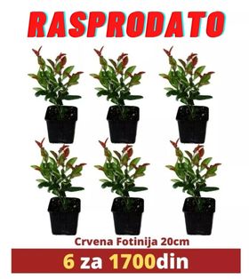 6 x Crvenih Fotinija 20cm