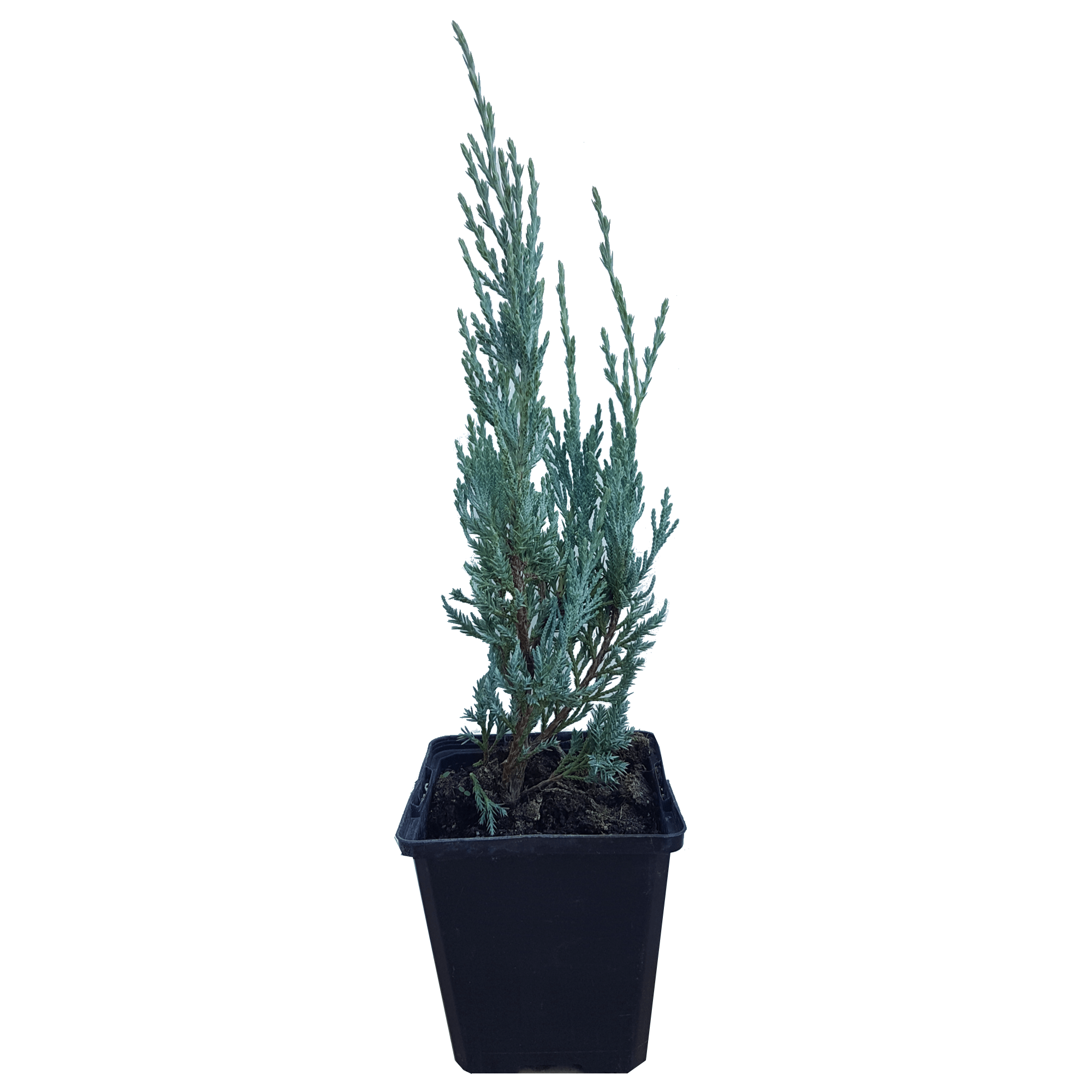 Mix sadnica - 25cm - 6 komada za 1800din